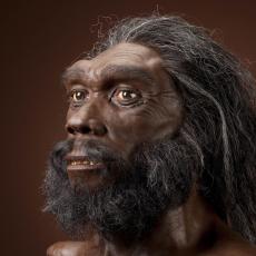 Image of male homo heidelbergensis